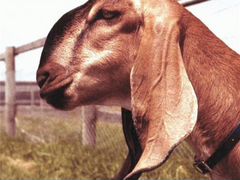 Нубийская коза