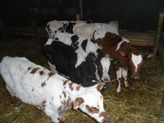 Телята от 1 мес до 4 месяцев, тёлочки и бычки