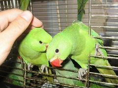 Ожереловые попугаи (птенцы 3 мес)