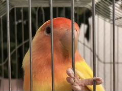 Попугаи неразлучники