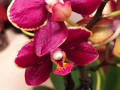 Орхидея фаленопсис мини Эсме