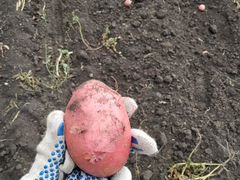 Свежий картофель