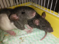 Крысы и клетка