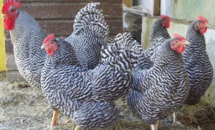 Куры Доминант,цыплята и яйцо инкубационный доминан