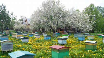 Пчелы, ульи, пасека