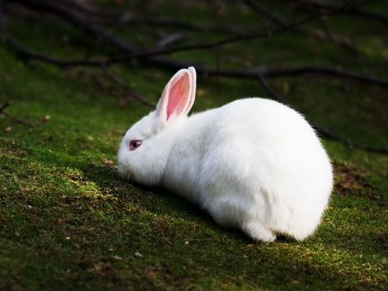 Кролик белый декоративный умный (с клеткой)