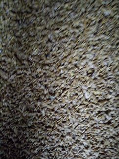 Пшеница и ячмень