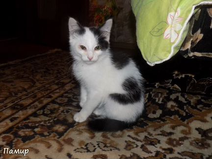 Памир - бело-черный котик турецкой ангоры