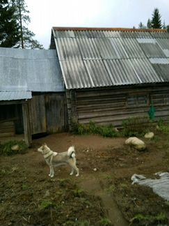Западно сибирская лайка щенки