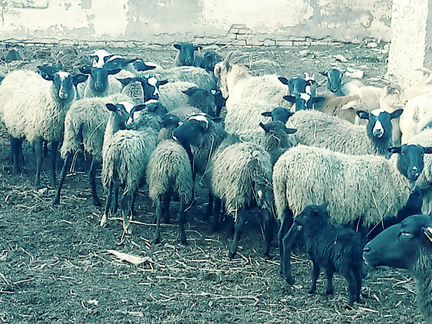 Овцы рамановские