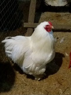 Инкубационное яйцо, цыплята.породистых кур