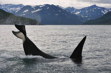 Экспедиция мечты: на Камчатку к китам