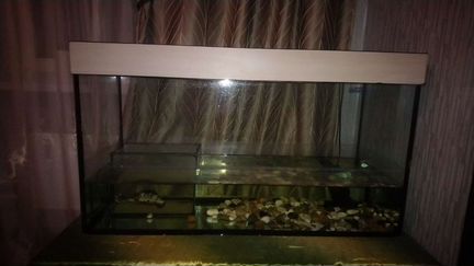 Морская черепаха с аквариумом