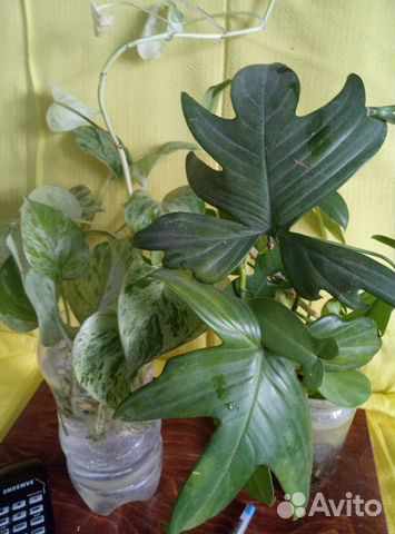 Сциндапсус Мараморная королева, Филодендрон, сажен