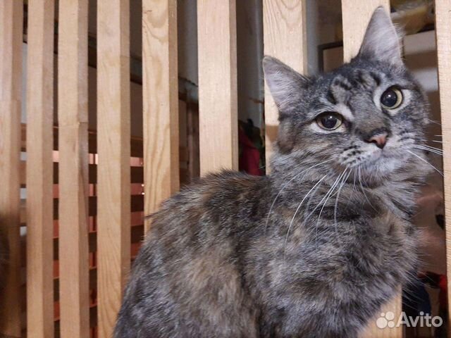 Кошка Камилла, стерильная