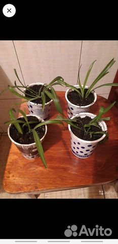 Хлорофитум,денежное дерево,женское счастье,щучий х