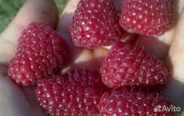 Гортензия Анабель,малина Атлант, Новость Кузьмина