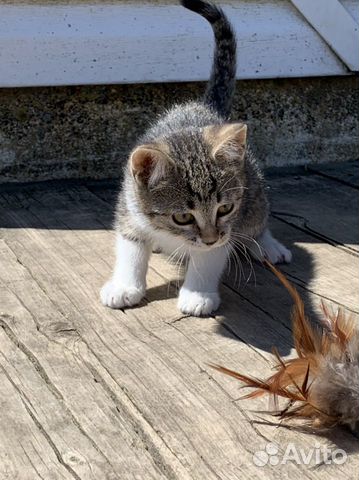 Котенок в добрые руки, в дар