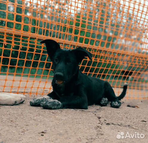 Коротколапый Малыш ищет свою семью