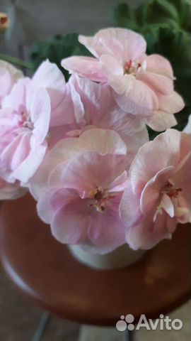 Пеларгония герань коллекционные