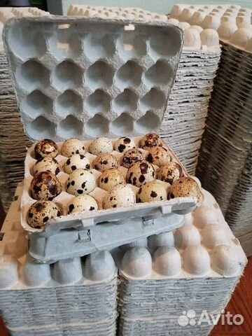 Ячейки для перепелиных яиц