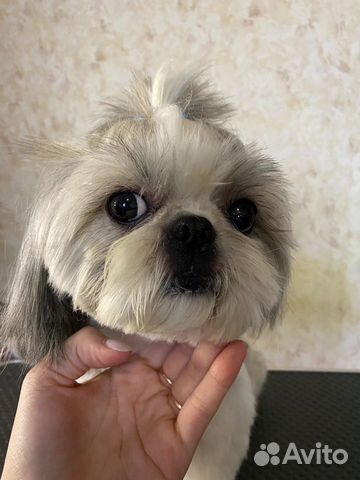 Груминг. Стрижка собак