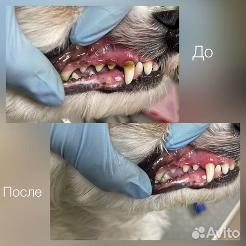 Уз чистка зубов собакам