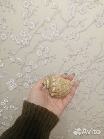 Маленькая ракушка со звуком моря