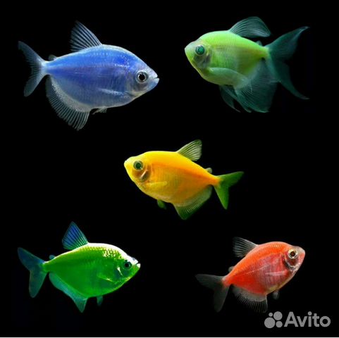 Рыбки оптом