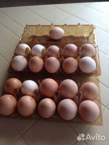 Купить Инкубационное Яйцо Кур В Воронеже