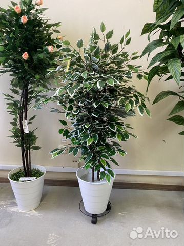 Фикус бенджамина пестролистный