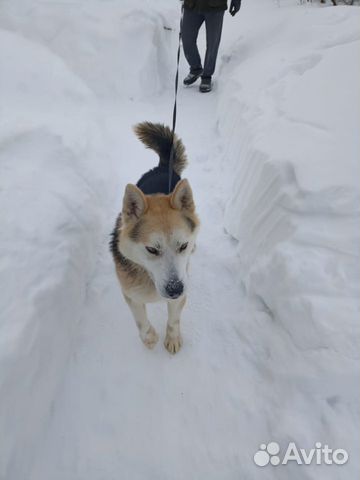 Каспер 1 год