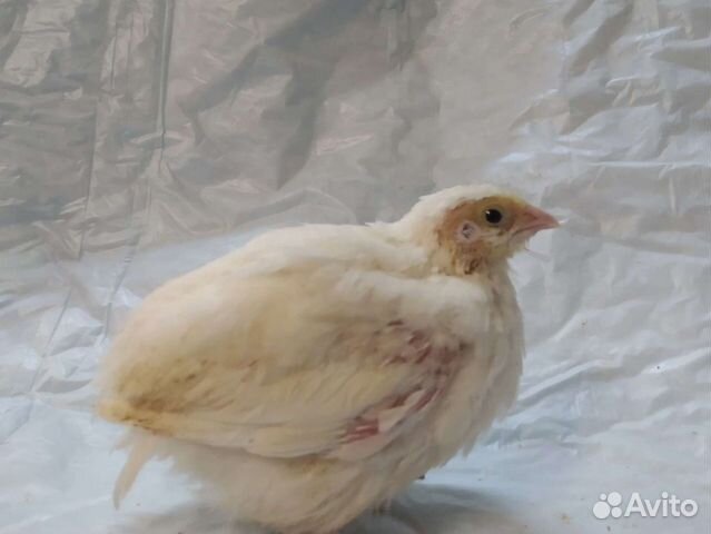 Перепела, инкубационное яйцо