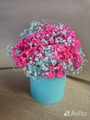 Гипсофила радужная