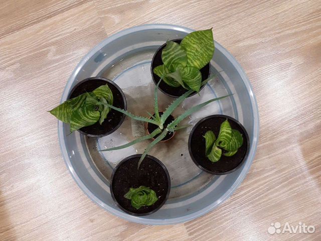 Сансиеверия