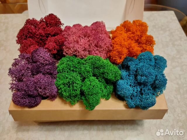 Мох стабилизированный