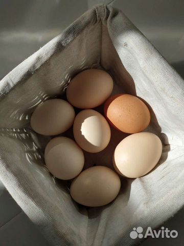 Яйцо инкубационное куриное