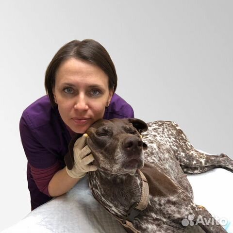 Стерилизация, чистка зубов ветеринарный врач