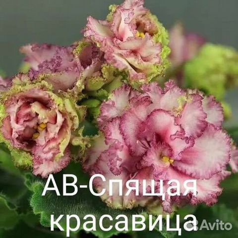 Фиалка дамасская роза фото и описание Кабачок "Конкордия "F1(семена кабачка "Конкордия") купить в Кропоткине, цена дог