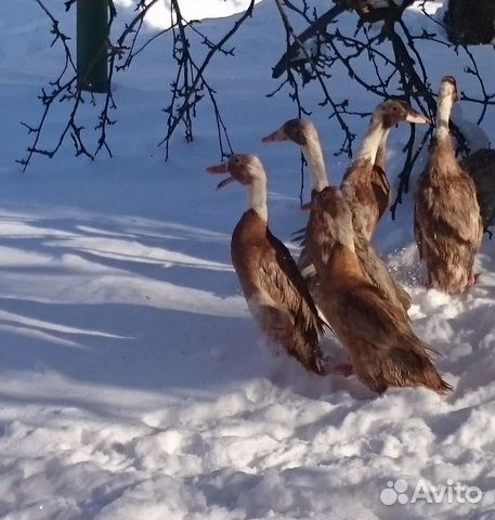 Утки Индийский бегун окрас арлекино