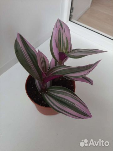 Традесканции сортовые