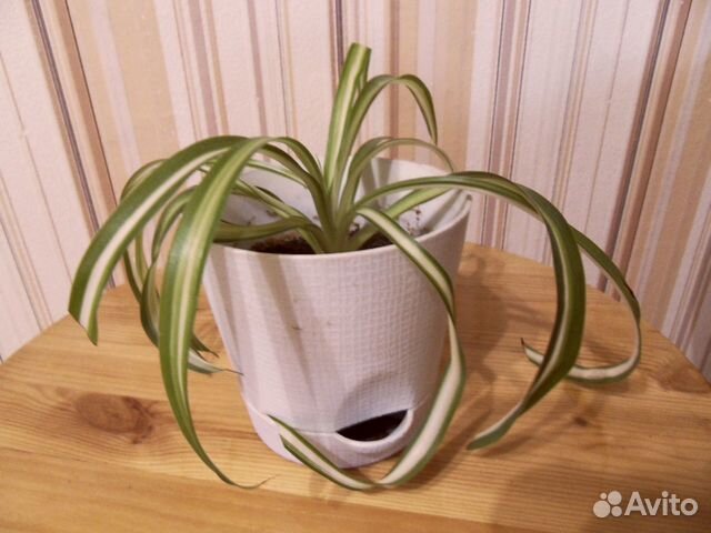 Спатифиллум Мята Хлорофитум Традесканция Кактус