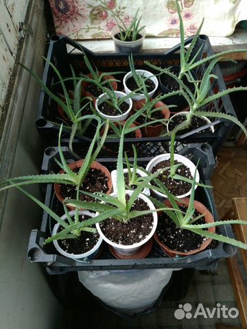 Столетник или алоэ древовидное (лечебное)