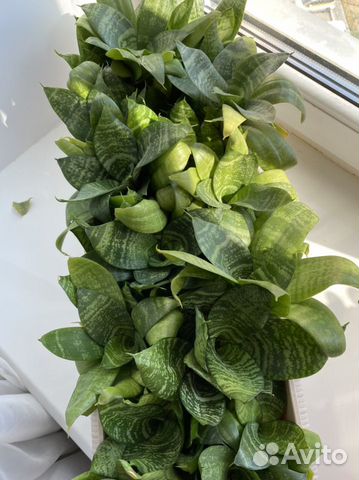 Сансевиерия