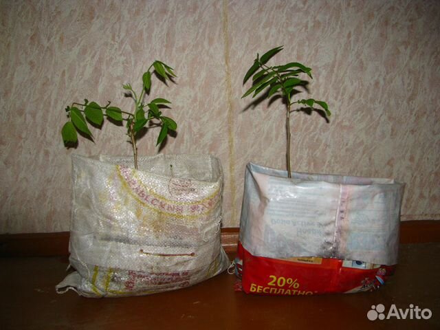 Саженцы ореха маньчжурского