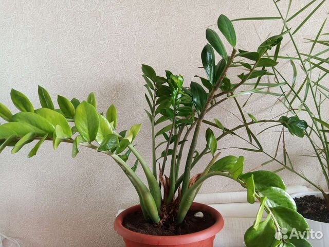 Замиокулкас