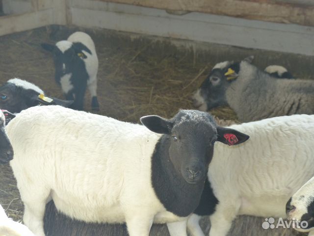 Бараны, овцы,ярки, ягнята дорпер+романовская купить на Зозу.ру - фотография № 2