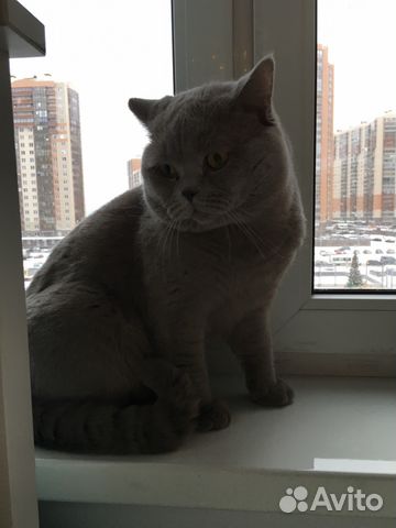 Вязка с шотландским котом