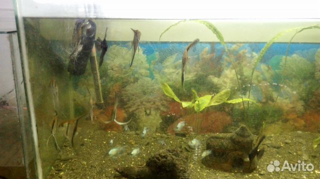 Декоративные рыбки для аквариумов и бассейнов купить на Зозу.ру - фотография № 2