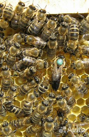 Пчелопакеты с пчелопитомника Гайдара купить на Зозу.ру - фотография № 1